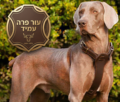רתמה לכלב | רתמה לכלבים | רתמה לכלבים גדולים | רתמה לכלבים קטנים | רתמות לכלבים | רתמות לכלבים גדולים | רתמות לכלבים קטנים | רתמות מעוצבות לכלבים | רתמה מעור לכלב